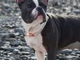 Französische Bulldogge weiblich 11 Monate in 87600