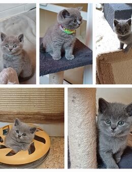 Aus 23jähriger Hobbyzucht 6 wunderschöne British Kurzhaar-Kitten  mit Stammbaum - Apenburg-Winterfeld