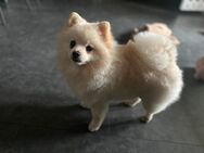 Pomeranian Zwergspitz mit Heimtierausweis sucht liebevolles Zuhause - München Moosach