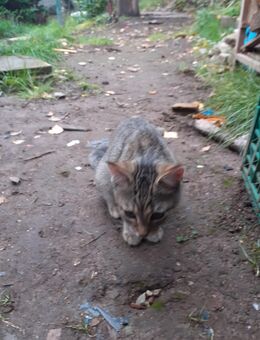 Junge Katzen 80€ - Aue