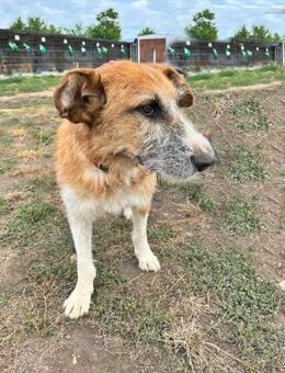 Charly, lieb und sozial - Bonndorf (Schwarzwald)