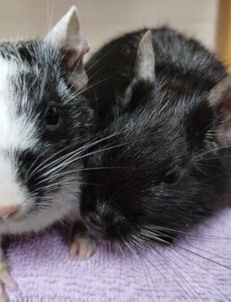 2 coole Typen,Degu Brüder in schwarz&schwarz-weiß gescheckt suchen zu Hause im Glück! - Hille