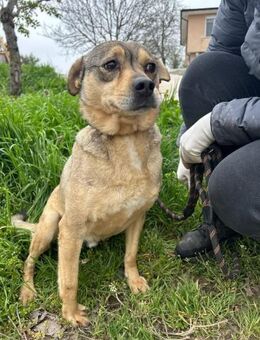 Lieber ANDY = sucht Nähe + Zuneigung♥️ - München