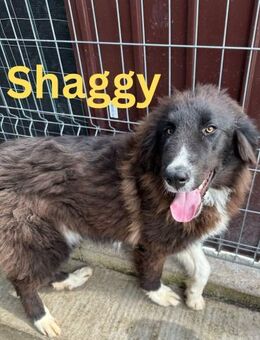 Shaggy unser Wuschelprinz - Rinteln