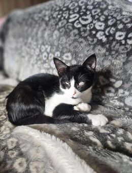 Kleiner Emil - Margetshöchheim