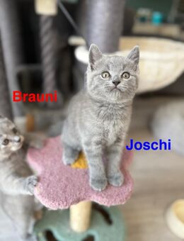 4 BHK Kitten-Mai Kätzchen ab August abzugeben - Müden (Aller)