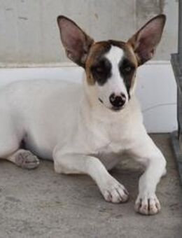 Veronica💞 sollte entsorgt werdenMr - Ludwigshafen (Rhein)