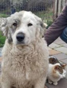 Welpenkind Lana sucht ein Zuhause - München