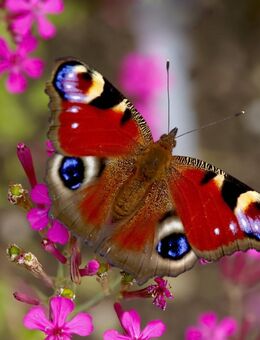 Suche im neuen Jahr mein neues Glück - Neumünster