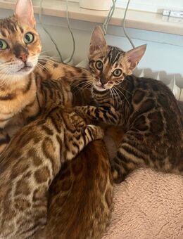 Wunderschöne typvolle Bengalkitten tricolor - Lörrach