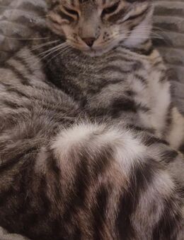 Vermittlungshilfe: Maine Coon MIX Brüder - Fürstenau Zentrum