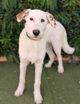 Jax möchte so gerne die Welt entdecken - Laatzen