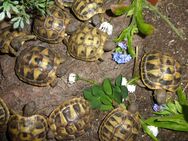 Schildkröten Babys Griechische Landschildkröte Testudo Hermanni, NZ 2023 - Raunheim
