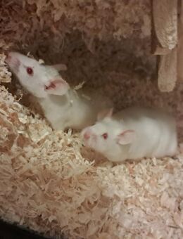 Mäuse plus Zubehör - Halle (Saale)