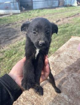 B702 braucht Namen und Familie - Neuberg