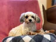 Dottie sucht ihre Menschen - Kallmünz