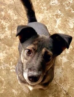 Kanzi, klein, lebhaft, lieb - Bochum