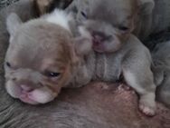 Französische bulldogge welpen isabella - Emden