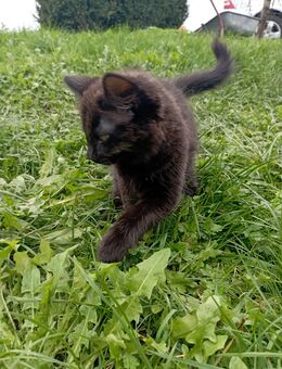 Süße Maine-Coon-Mix-Kater sucht ein liebevolles Zuhause🐾 - Gornhausen