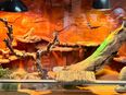 5-jährige Zwergbartagamen mit Terrarium zu verkaufen in 7000