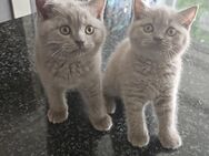 BKH-KITTEN - Kamen