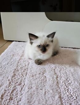 Ragdoll Kitten - Erfurt