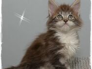 Sie suchen eine Maine Coon Freundin? - Sinn