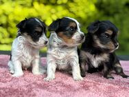 Biewer Yorkshire Terrier Welpen - Kerken