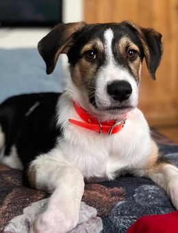 Beagle-Mischling Tobi sucht Familie - Greiz