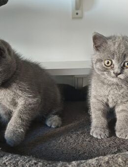BKH Kitten Blue/ ab Ende Aug. auszugsbereit - Hamburg