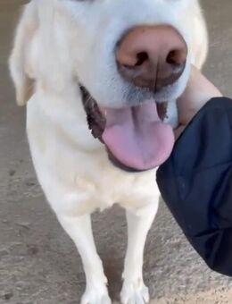 Gordon 💙💙💙 sehr menschenbezogen - Bad Karlshafen