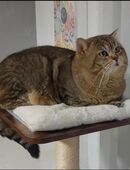 Britisch Kurzhaar Deckkater in 65428