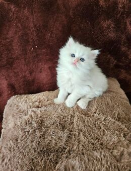 Süße Babykatzen suchen ein liebevolles Zuhause! - Löhne