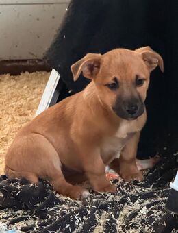 Noch 1 bezaubernder Mischlingswelpe sucht liebevolles Zuhause - Borken