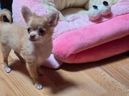 Verkaufe: Ein kleines Mini Chihuahua Weibchen Langhaar. - Berlin