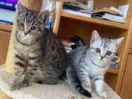 4 Süße Reinrassige BKH Kitten, Katze Mädchen und Kater Junge, (3 Monate alt) sofort Abholbereit, geimpft und entwurmt - Siegburg Zentrum
