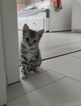 Kitten sucht ein neues Zuhause - Mettingen