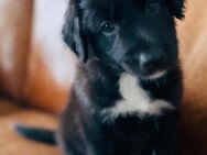 Australian Shepherd x Border Colli - Paderborn