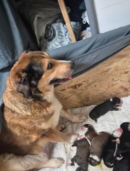 Berner-Leonberger-Mix Welpen suchen ein schönes Zuhause - Colditz