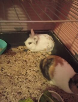 Unzertrennliches Pärchen sucht neues Zuhause - Gemünden (Main)