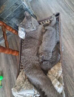 Süße Russisch Blau Kitten, Allergiker geeignet - Osterburg (Altmark)