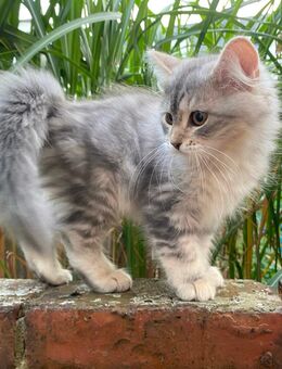 Selbstbewusstes Katerchen sucht ein liebevolles Zuhause! - Lorch (Hessen)