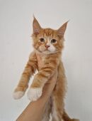 Wunderschöne Red Boy . in 74535