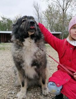 CINDY 6 J. liebt alle Menschen /Kinder - Gelnhausen