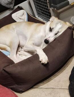 CHUSU * sanfter, freundlicher Hundejunge - Duisburg