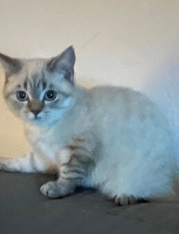 Britisch Kurzhaar Kitten - Aldingen