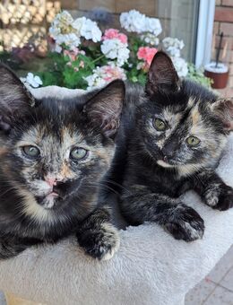 2 süße Schildpatt Kätzchen / Kitten suchen ein neues Zuhause - Bad Münstereifel