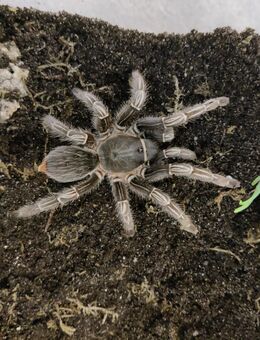 0.1.0 Aphonopelma seemanni, 8 cm - Bremerhaven