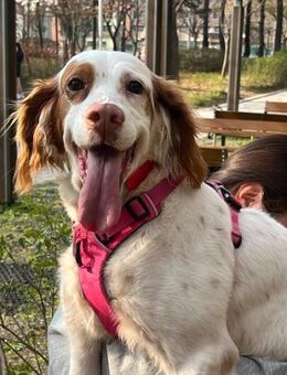 Lana sucht Zuhause oder PS ♥ - Ebstorf (Klosterflecken)