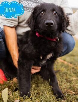 Junak ein sanfter Hundebub - Flörsheim-Dalsheim